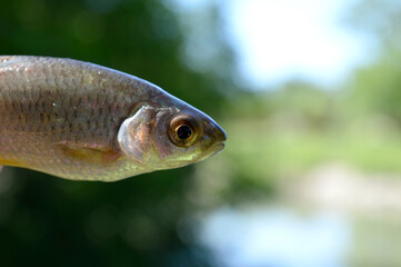 Fish river carp on the pond in the early summer morning.
