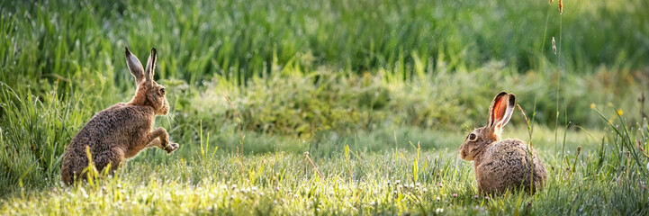 European Hare (Lepus europaeus), sitting in green grass, Germany