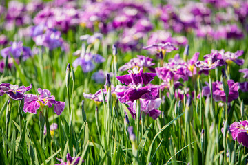 Naklejka premium 水元公園 花菖蒲園
