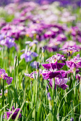 水元公園　花菖蒲園