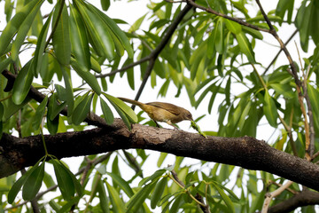 Ayeyarwady Bulbul and Pycnonotus conradi Its beak is catching a worm on a tree