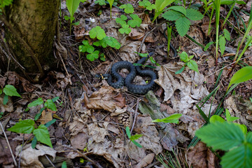 Naklejka na ściany i meble Coiled grass snake on forest floor