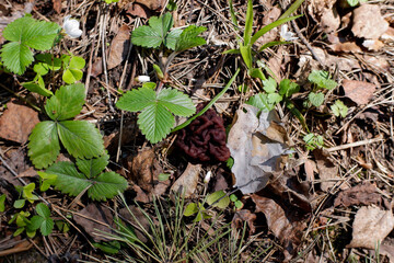 Gyromitra mushroom in a spring forest among strawberry leaves