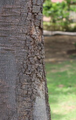 Photo of brown bark texture, of a tree in the garden