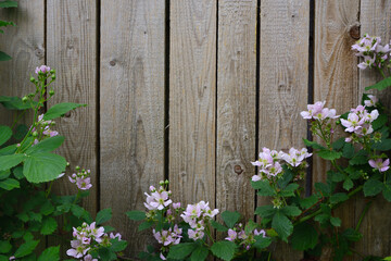 Fototapeta na wymiar Background with an old wooden wall, in front of which flowering blackberry branches grow as a border at the bottom