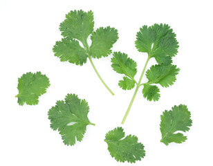 Top view fresh green coriander leaves and brach with water drop isolated on white background, Set of leaf coriander