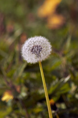 dandelion seed head in the grass