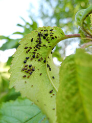 Black cherry aphid (Myzus cerasi) on reverse side of wild cherry leaf. Gardening, pests of fruit trees.    