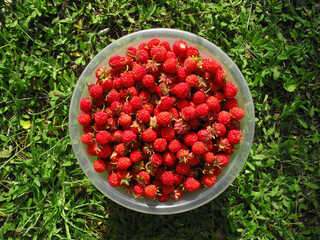 Plastic transparent bowl full of ripe wild strawberries on green lawn top view         