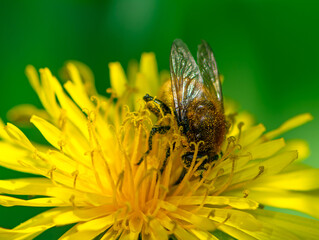 Bee pollinating on a dandelion blossom