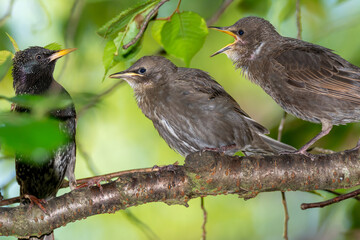 Hungry young starlings waiting for their food