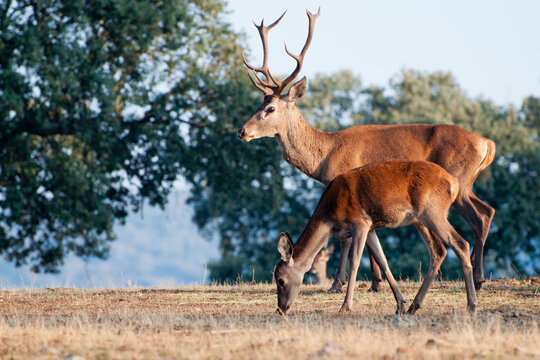 Bonita foto con Ciervo y cr&iacute;a en &eacute;poca de berrea al atardecer en Caba&ntilde;eros, Espa&ntilde;a. Cervus canadensis