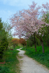 Obraz premium Footpath with pink flowering trees