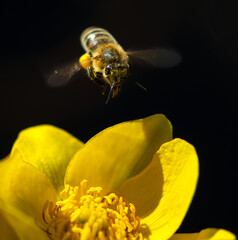 Honeybee flying to a flower blossom