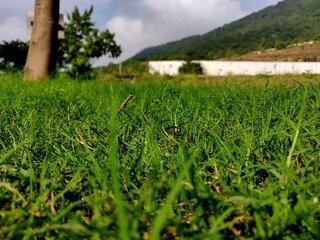 Green grass and cloudy sky