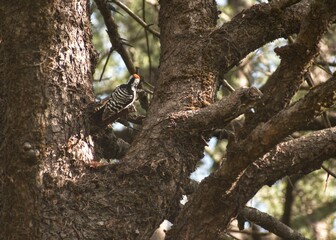 woodpecker on a tree in the forest