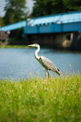 水元公園　アオサギ