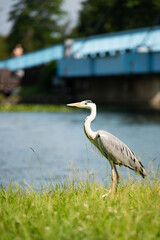 水元公園　アオサギ