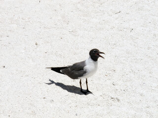 Close up cheerfull single seagull on white sandy beach