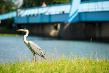 水元公園　アオサギ