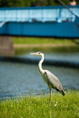 水元公園　アオサギ