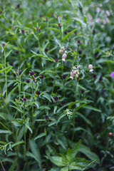 Purple flower and buds in a lush green environment