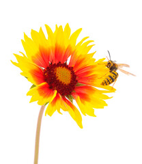 Naklejka premium Insect wasp on a yellow flower.