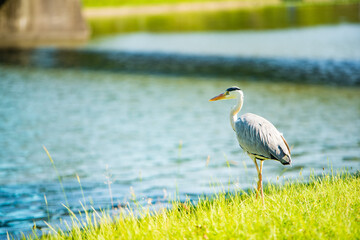 水元公園　アオサギ