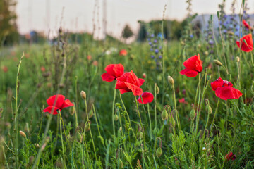 Field of poppies.