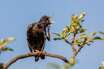 Common Starling / European Starling (Sturnus vulgaris) scratching its head, perched on a thin...