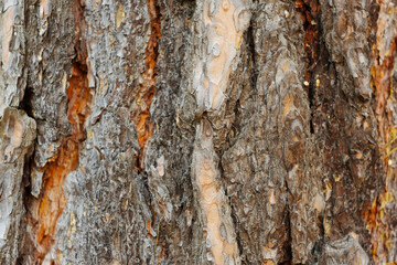 Pine tree bark close up background texture.