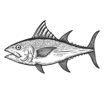 Illustration of tuna fish in engraving style. Design element for logo, label, sign, poster, t shirt.