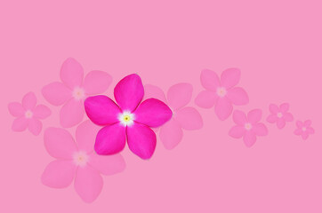 Fototapeta na wymiar Pink flowers Catharanthus roseus and Madagascar periwinkle, Vinca, Old maid, Cayenne jasmine, Rose periwinkle