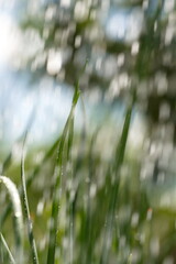 Growing green onions.
Watering green onions. Close-up.