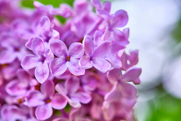 Macro photo of beautiful purple lilac flowers color