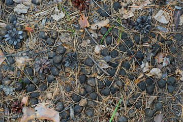 Moose droppings in the woods. Animal faeces.