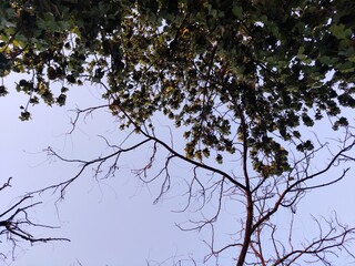 tree branches against blue sky