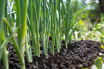 Growing green onions.
A row of green onions growing in open ground.