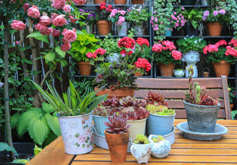 Shabby Chic decoration with lots of pots, plants and succulents and pelargonium on a wooden table in the Patio area in the garden.