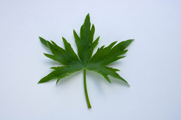 Green patterned leaf isolated on a white background.