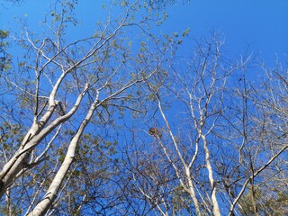 Almost all the trees were falling
