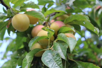 Common plum(Prunus domestica) fruit on plum tree with plum leaves