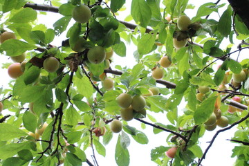Common plum(Prunus domestica) fruit on plum tree with plum leaves