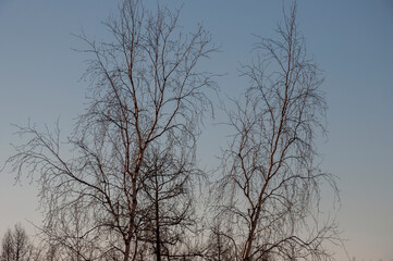 Birch and fir naked branches on the background of deep blue sky. Early spring in the sundown lights