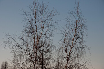 Fototapeta na wymiar Birch and fir naked branches on the background of deep blue sky. Early spring in the sundown lights