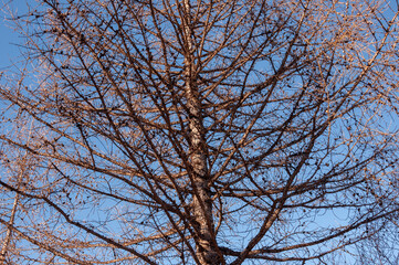 Birch and fir naked branches on the background of deep blue sky. Early spring in the sundown lights