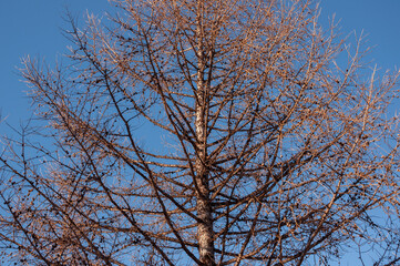 Birch and fir naked branches on the background of deep blue sky. Early spring in the sundown lights