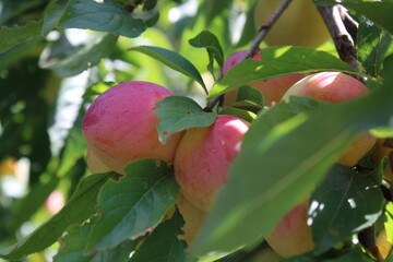 Common plum(Prunus domestica) fruit on plum tree with plum leaves