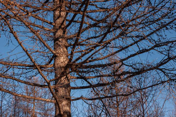 Birch and fir naked branches on the background of deep blue sky. Early spring in the sundown lights