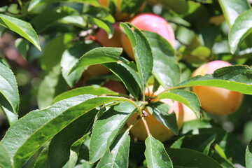 Common plum(Prunus domestica) fruit on plum tree with plum leaves